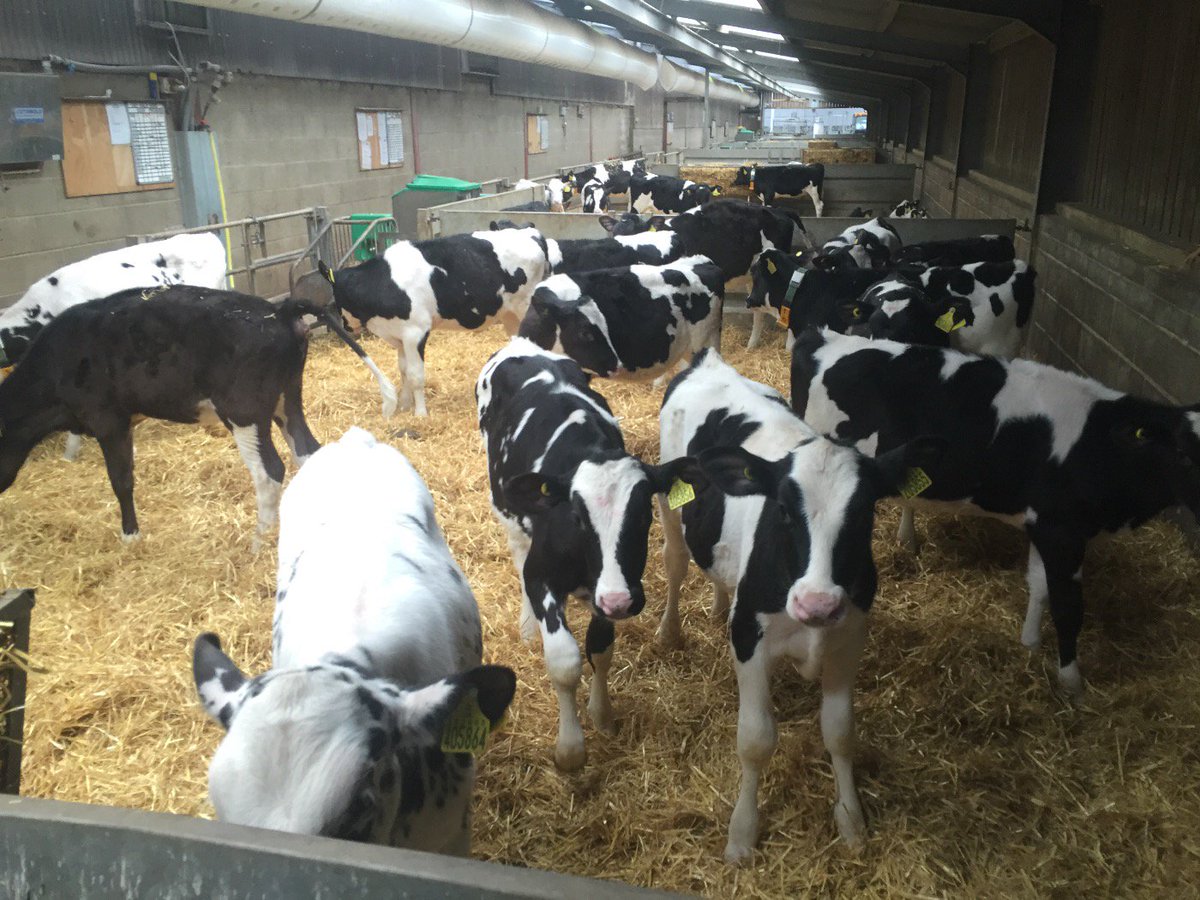 PhilipMetcalfe1's tweet image. Next batch of 15 heifers ready to go to next unit, 12 weeks old, weaned @ 7 weeks.