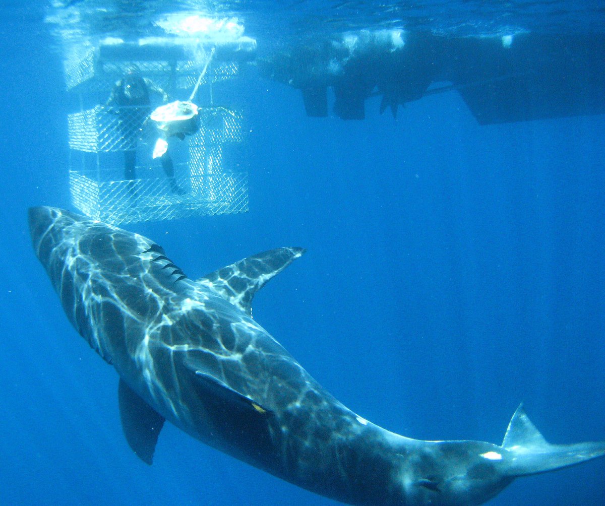 sharkcagediving's tweet photo. Here is a photo from our archives. How would you feel being one on one with a Great White Shark? #sharkdiving https://t.co/4LO1eQmF00