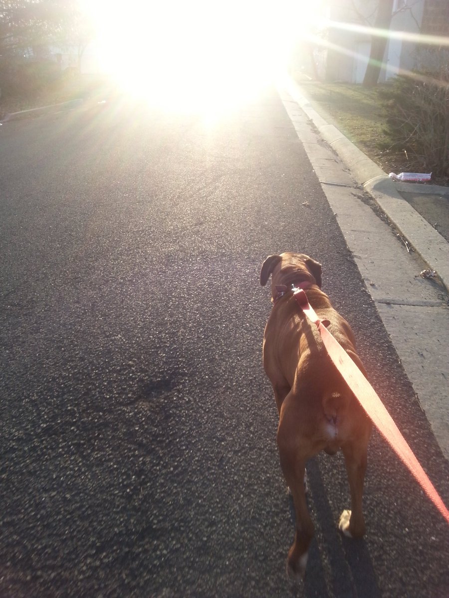 IRGRL's tweet photo. Morning exercise with the pooch! #CoopertheBoxer https://t.co/egUalVkWJ5