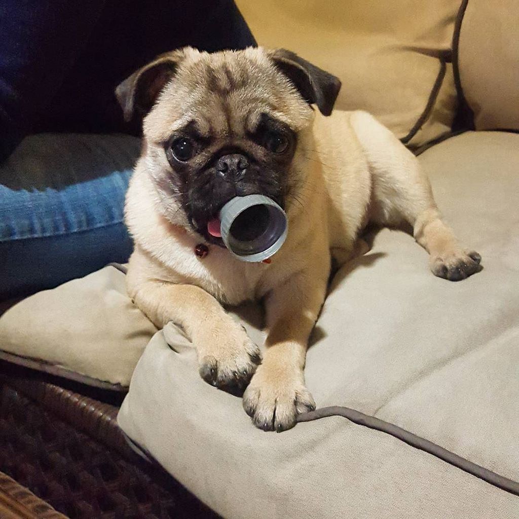 wendy_2parra's tweet photo. #pug #pugs #pugsofinstagram #petsoflebanon #pet #dog #dogs #dogsoflebanon #puglife #puglove #pugstagram #thugpug #lโฆ https://t.co/xLVpdCYEWh