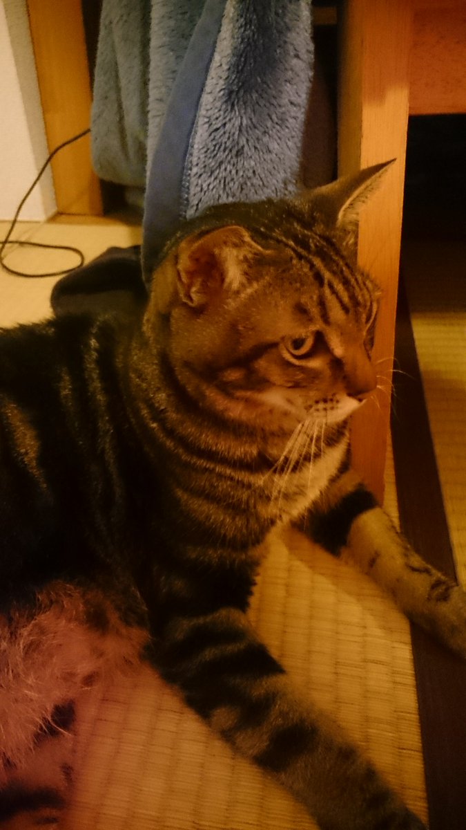 nyankoicon's tweet photo. ストーブから約10cm。 https://t.co/ZvZ3fKClFt