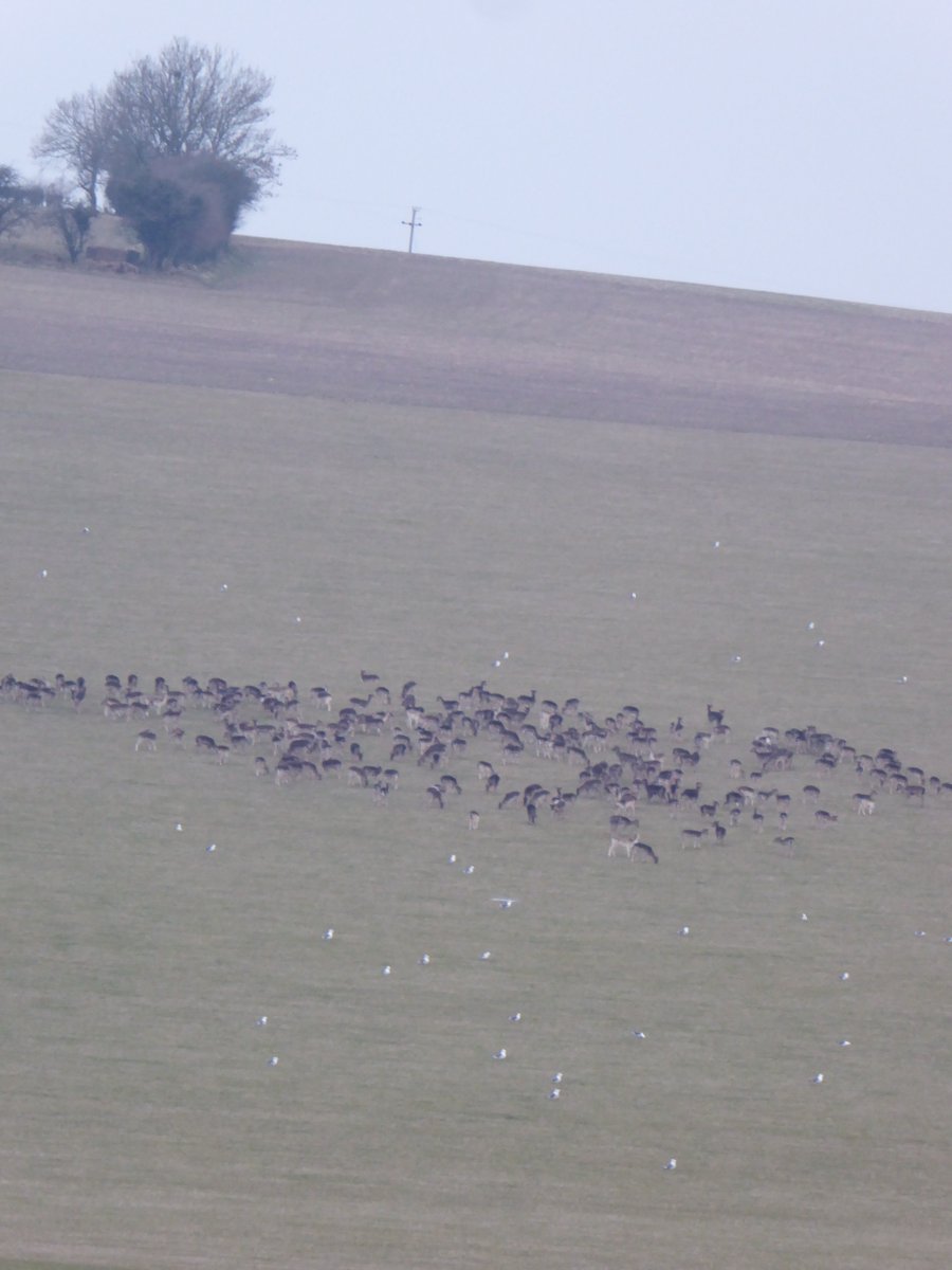 downlanddeer's tweet photo. Any more for any more - taking orders @downlanddeer for #sustainably harvested #wild #fallow #deer with #provenance https://t.co/5aW5bF2JfG