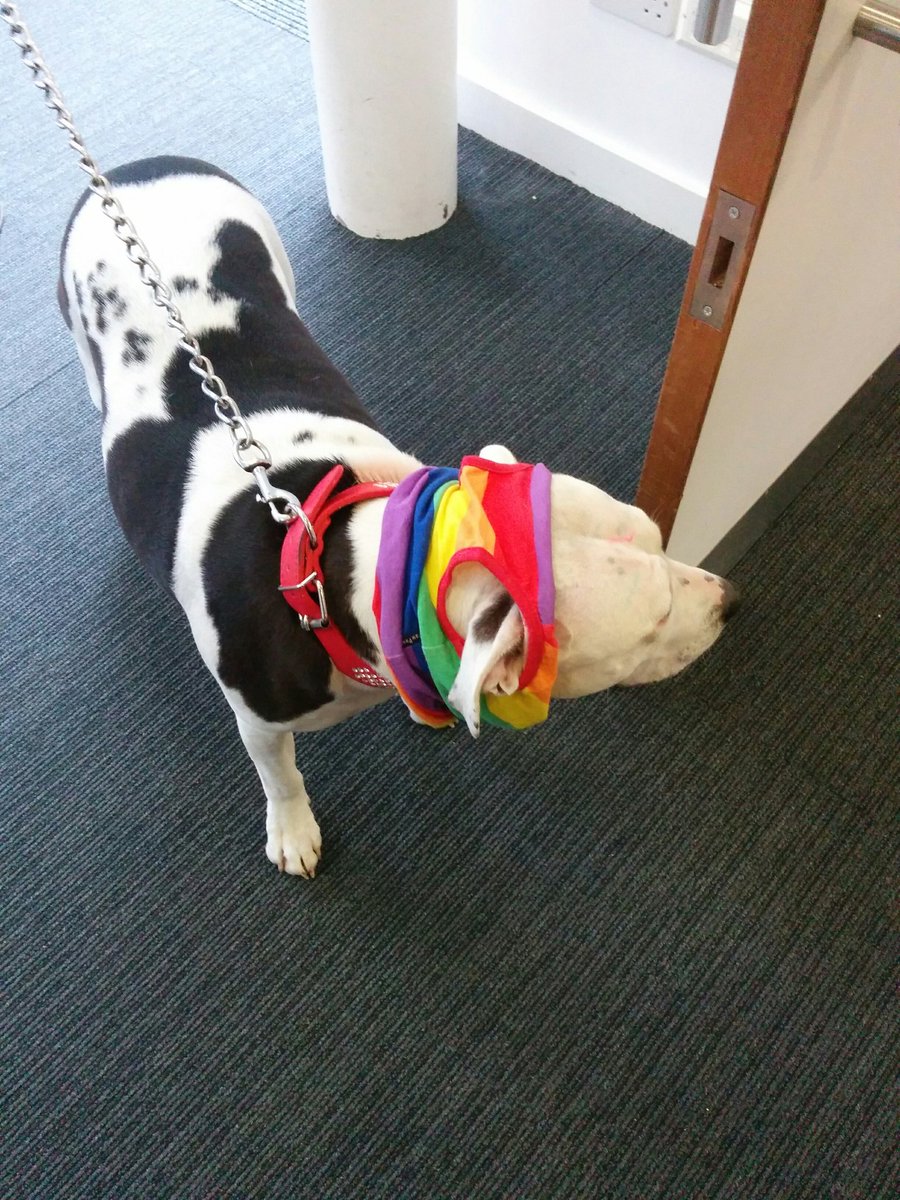 SustAtSUSU's tweet photo. Banner from Hookers, Knitters &amp; Stitchers at @winchesterart and a very proud dog! @HampshirePride https://t.co/xlAtgb5N4V