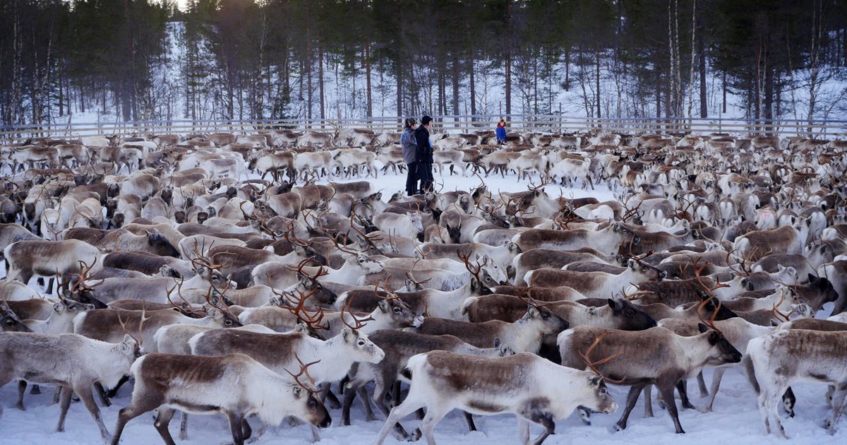 HuffPost's tweet photo. Stunning photos of Norway's reindeer hide a radioactive secret https://t.co/n50H0qIMx3 https://t.co/nqRumD6Ggj