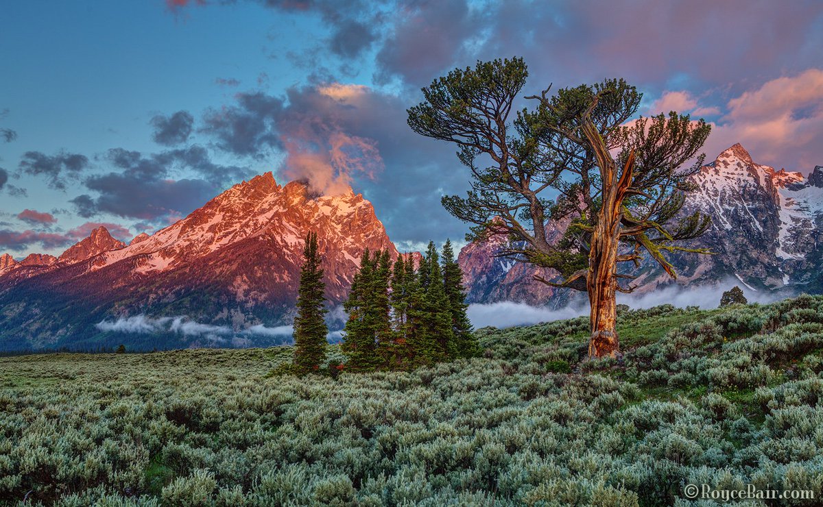 YourPhotoVision's tweet photo. Morning mist #photography over Grand Teton and Old Patriarch Tree https://t.co/weEM8i4dPG https://t.co/70uzBqPX4U