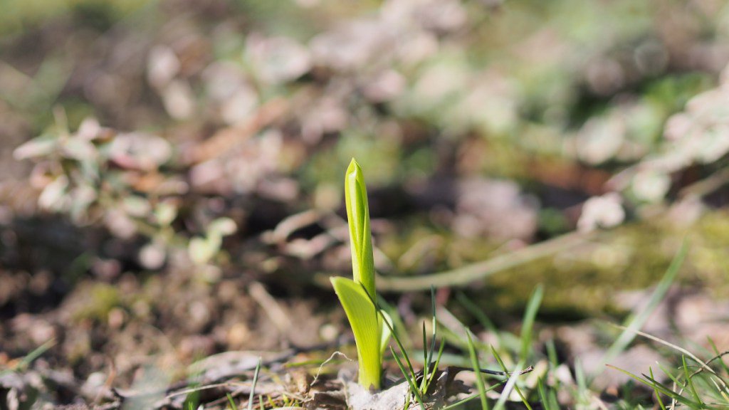 aliencoder's tweet image. The begining of Spring cyberphoto.wordpress.com/2016/02/27/the…