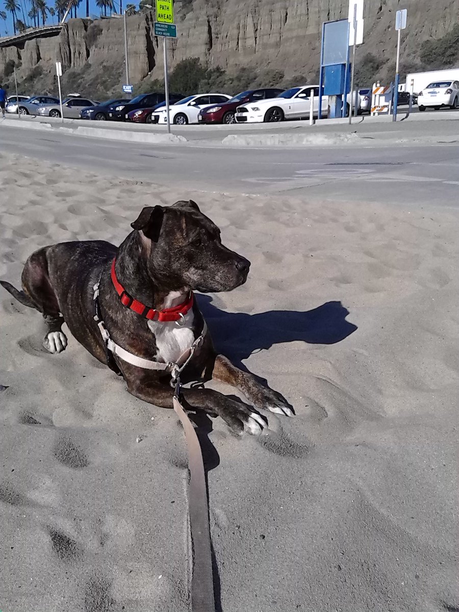 Cl0ckStr1kes13's tweet photo. @RepYourWoof looks like my girl https://t.co/GUXPupLIYi