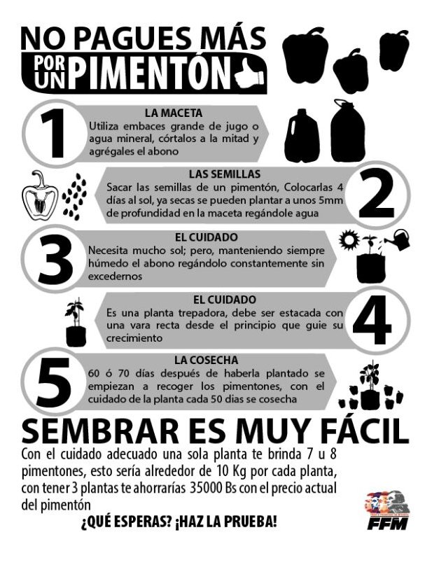 mindeporte_ve's tweet photo. #Entérate cómo sembrar pimentón en casa, aquí te dejamos las instrucciones #SoyAgrourbano https://t.co/6i23cKA3l3