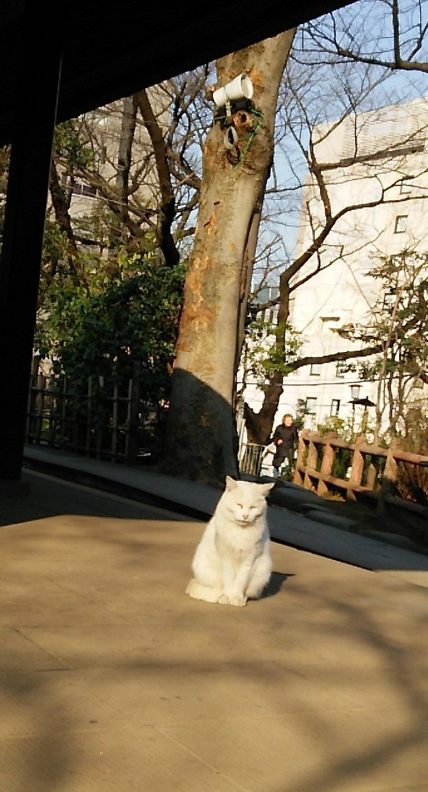 どん ぐら 愛宕神社で白猫ちゃんに会いましたが 顔以外じっとしてた猫 カメラ向けたら始めから正面のお顔見せてくれました なんかパワー感じた不思議な猫ちゃんでした O O 愛宕神社 神社の白猫 T Co 1apnt9lqex