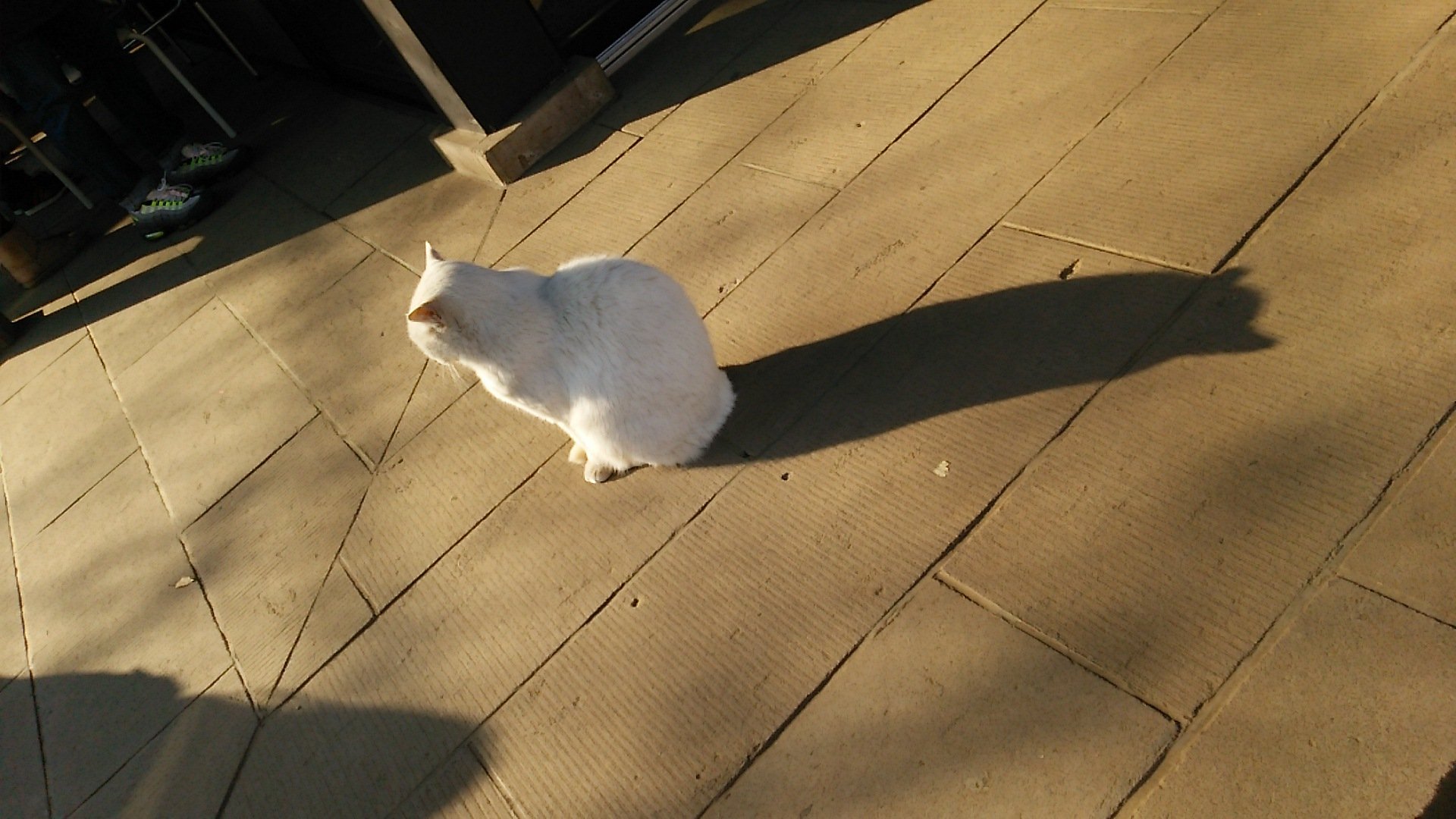 画像 愛宕神社で白猫ちゃんに会いましたが 顔以外じっとしてた猫 カメラ向けたら始めから正面のお顔見せてくれました なんかパワー感じた不思議な猫ちゃんでした O Matomehub まとめハブ