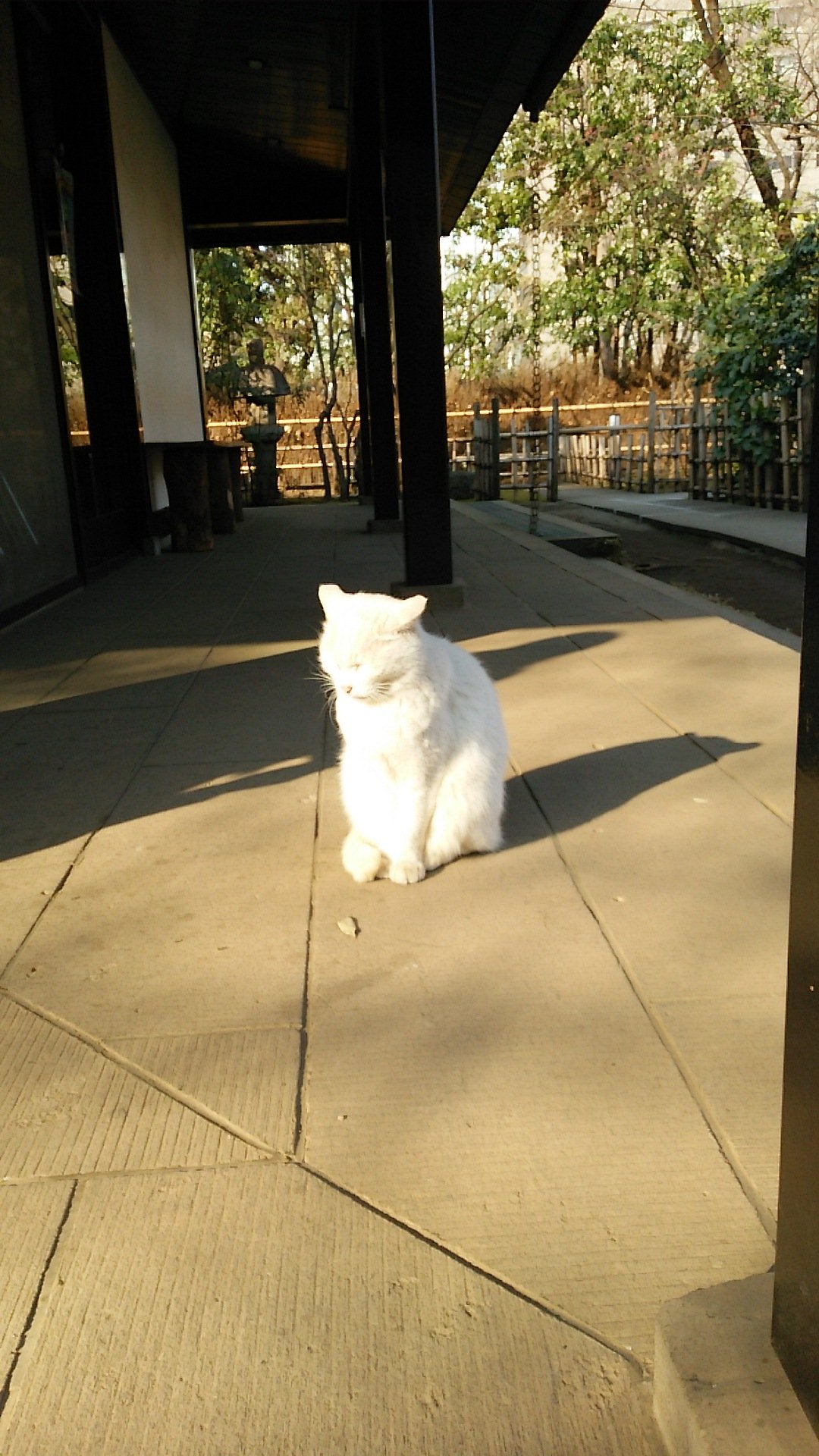 どん ぐら 愛宕神社で白猫ちゃんに会いましたが 顔以外じっとしてた猫 カメラ向けたら始めから正面のお顔見せてくれました なんかパワー感じた不思議な猫ちゃんでした O O 愛宕神社 神社の白猫 T Co 1apnt9lqex Twitter