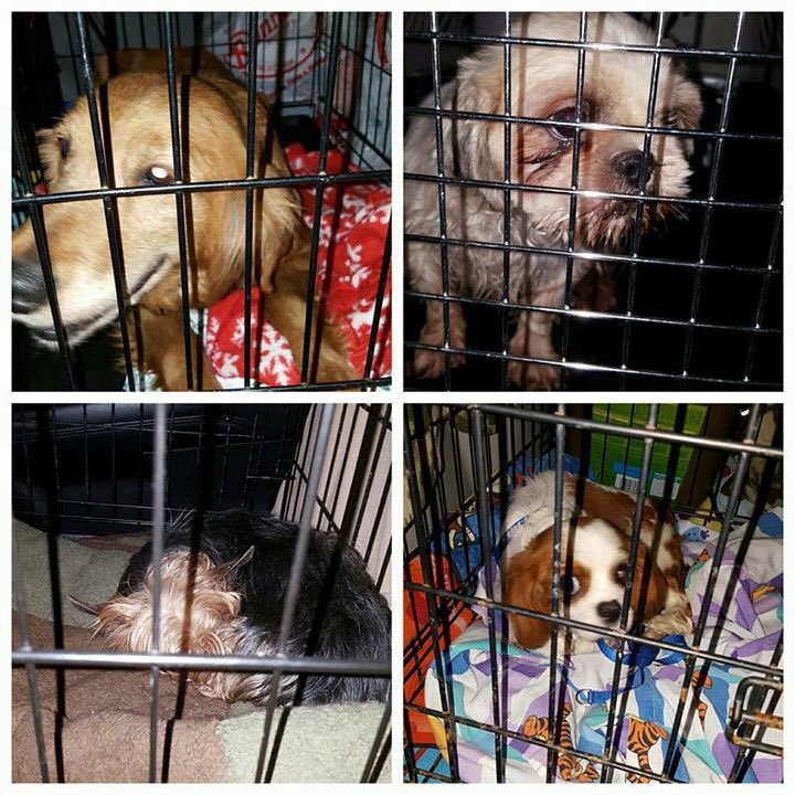 AngelsofFur's tweet photo. Our newest angels are 5 rescued mill dogs on their way to safety. More updates soon!
#rescued #milldogs #safe! https://t.co/zV35pdoDEG