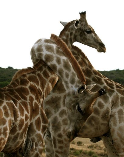powerofhug's tweet photo. @erisoulmusic Everybody needs a hug :D https://t.co/ts55M3bodV