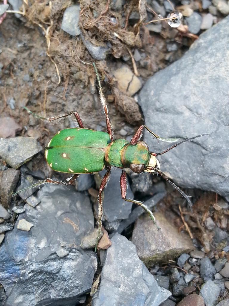 Colliery Spoil Biodiversity Initiative tweet media