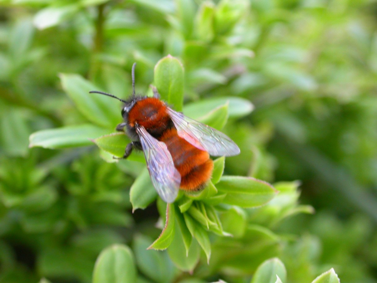 Buglife tweet media