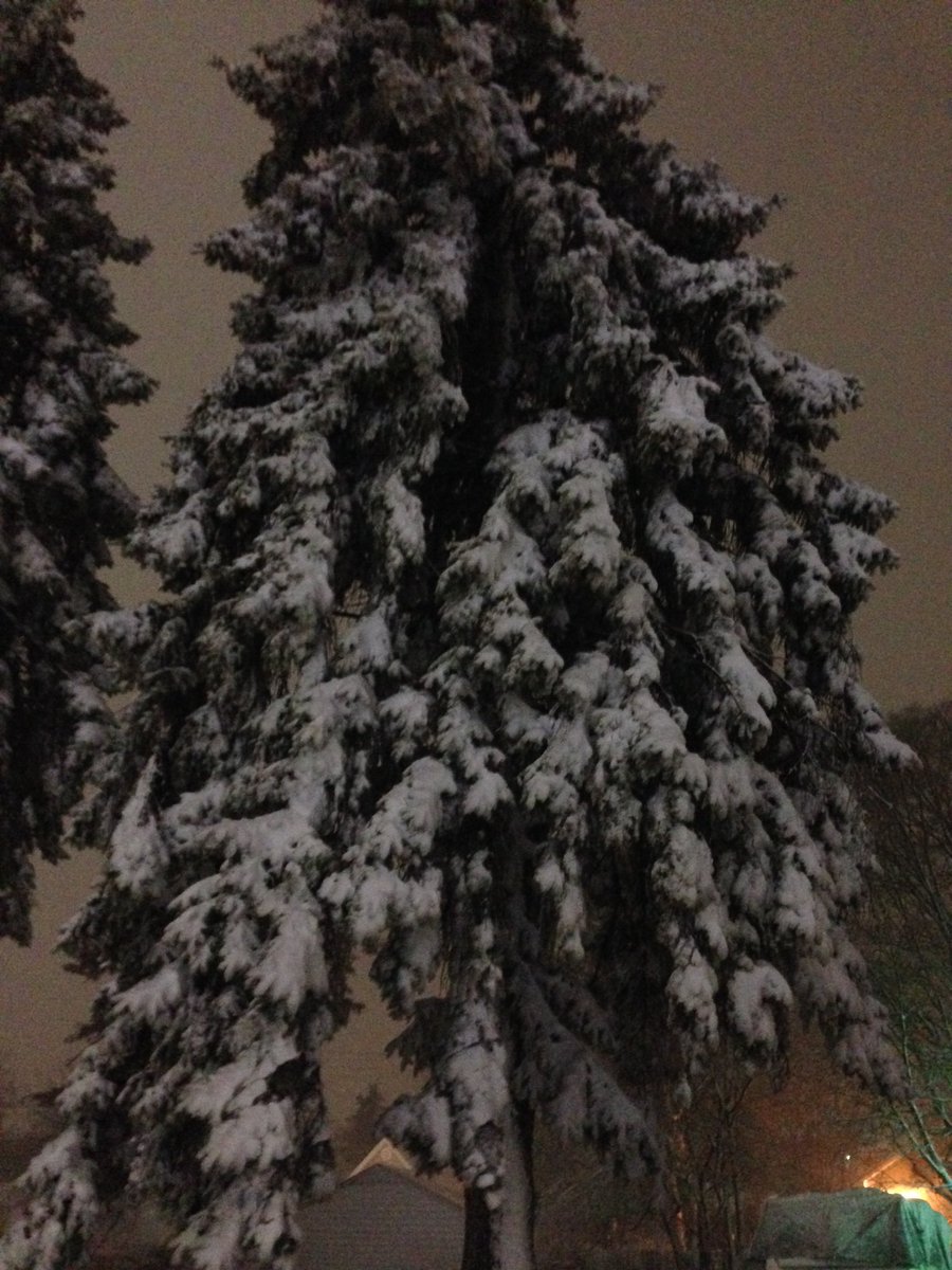 Rod01Sev's tweet image. I tried to hit the tree! an it was So hard i hurt my hand😂✋🏼.                  #winter#