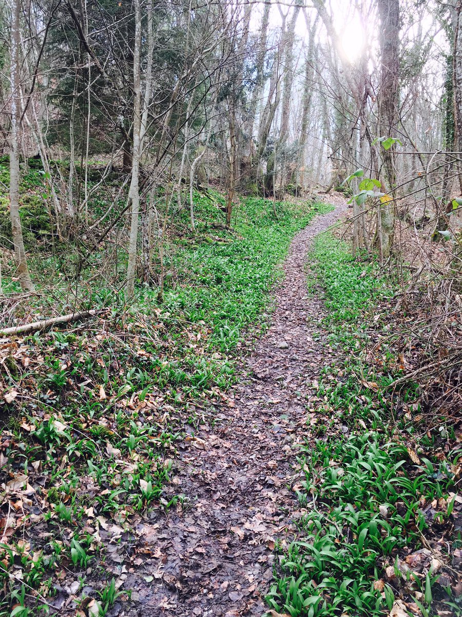 LaPetraia's tweet photo. yeah! look what I found in the woods today! #aildours #wildgarlic #alliumoursinum #foraging #beargarlic https://t.co/fahEXHyKbY