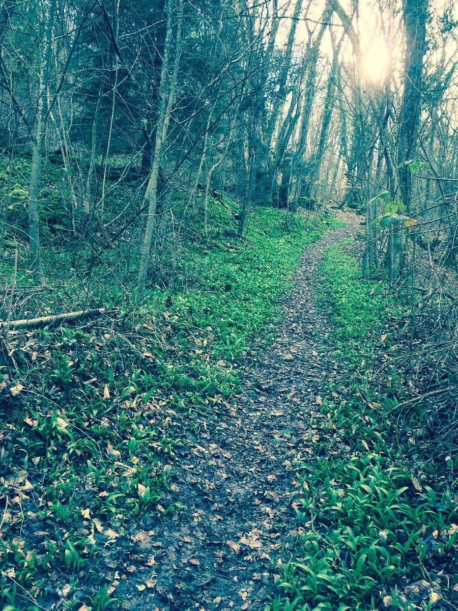 LaPetraia's tweet photo. yeah! look what I found in the woods today! #aildours #wildgarlic #alliumoursinum #foraging #beargarlic https://t.co/fahEXHyKbY