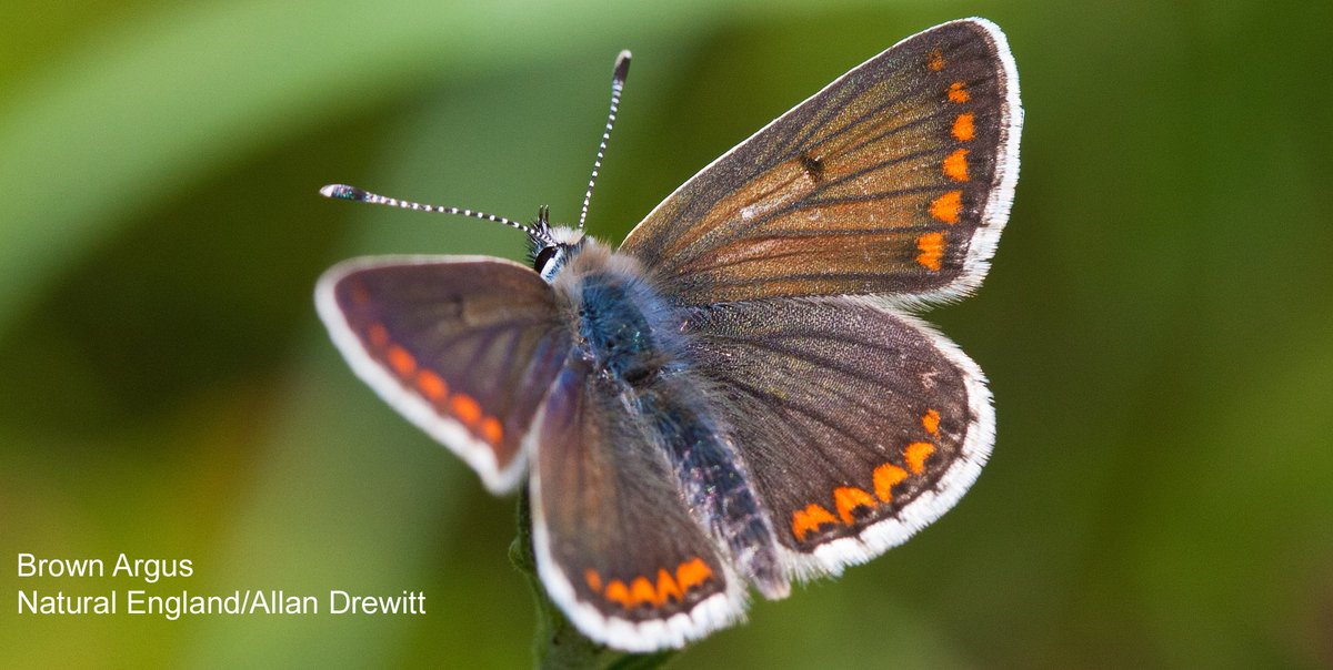 Four new data sets from #bats to #beetles, Broads to #butterflies now available as open data #OpenDefra #NEChiefSci