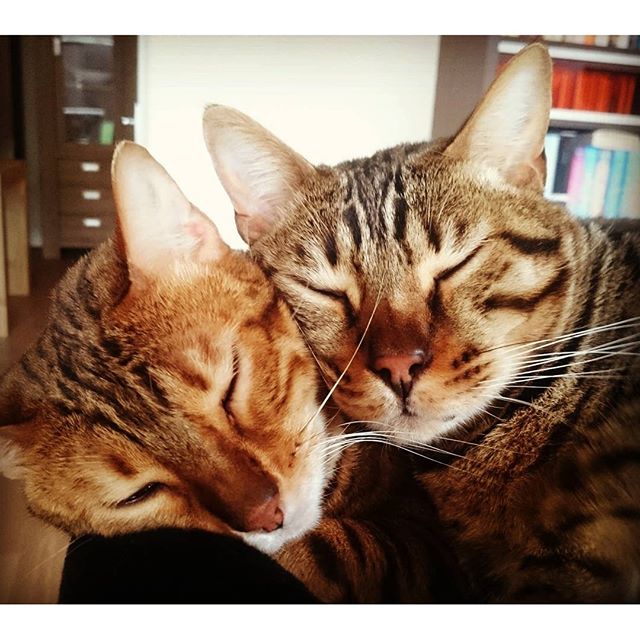 PetSmart's tweet photo. If there's a better way to spend #Caturday, Moon and Rajah didn't get the memo. (IG bengals_moon_and_rajah) https://t.co/exzapKAqR4
