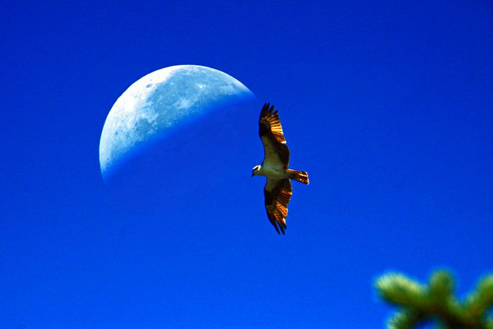 GerrySlabaugh's tweet photo. "Osprey Seahawk flying under the Moon" available now. View it, frame it, buy it, at: https://t.co/bkUogwZlJp https://t.co/5beAG3HMNa