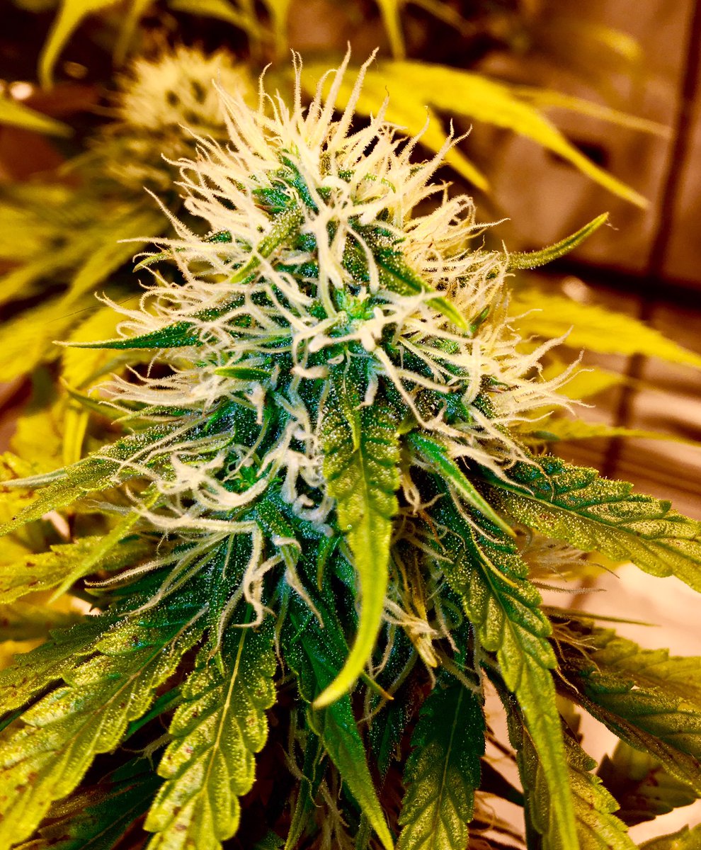 Scot McCracken tweet media