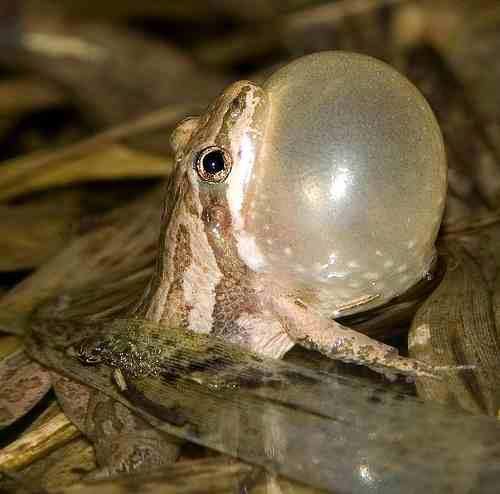 USFWSRefuges's tweet image. Almost time to listen for #SpringPeepers on.fb.me/21kYOWF
Watch them croak here bit.ly/1RWXy9E