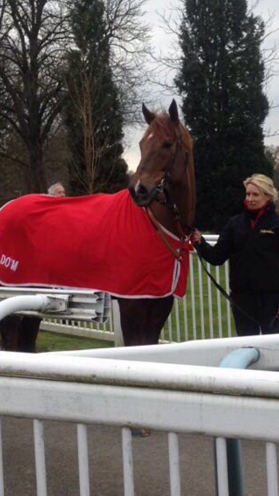 dijack2310's tweet image. Great to have this lad back in action today #firstrunback#Moveintime 🐎💨