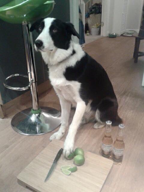 lothloriendog's tweet photo. Trust a Border Collie to go one better! #bordercollie #lothloriends #weekend #toocleverbyhalf https://t.co/ExTb4JiOYQ