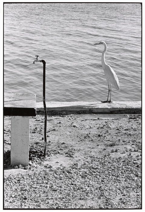 moocstoles11's tweet photo. #STEMooc #fotoSTEM Elliott Erwitt: Mímesis. La rima visual de la naturaleza siempre es geométrica. https://t.co/J5d0gX2pf8