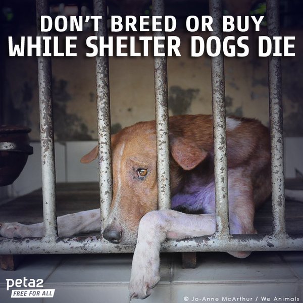 His life depends on being adopted from a shelter. #AdoptDontBuy