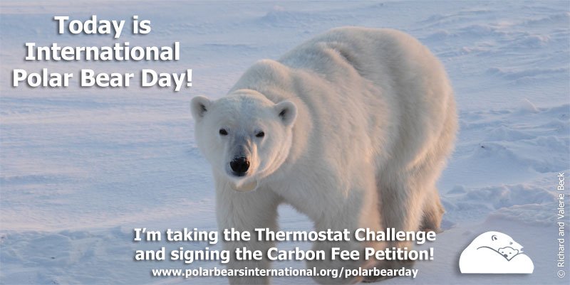 PolarBears tweet picture
