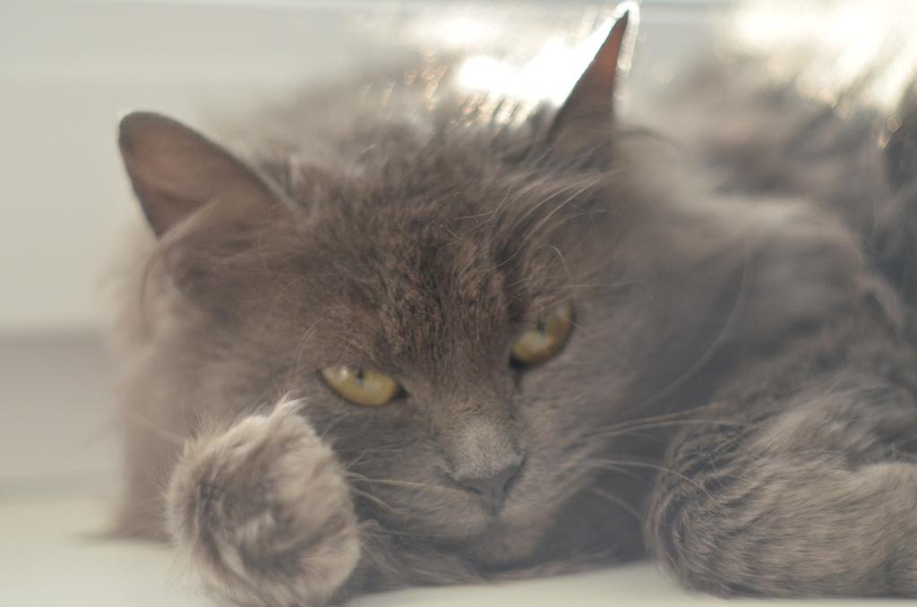 Maxpadlo's tweet image. Люблю фографию)) 
Снято на Nikon D5100 обектив Гелиос - 44/3