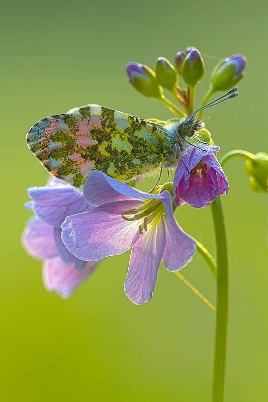 ===Mariposas=== - Página 17 CcPArY1WAAAzCqe