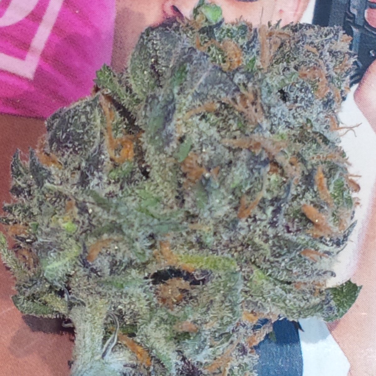 Smuttin201's tweet photo. #purple #kush #stoner #highlife #highness #buds #closeup #canadianMade #ontario #ldnont https://t.co/o2qaPK7YIC