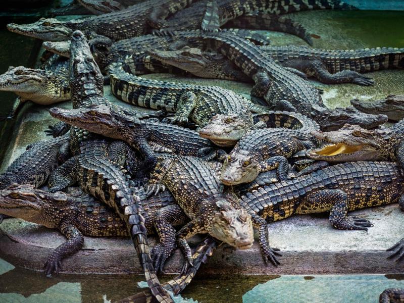 wznewsline's tweet photo. Sind Krokodile die besseren Wachhunde, wenn es um #Drogengeld geht? https://t.co/GcwXed7LbK https://t.co/YNSNiCkq7s