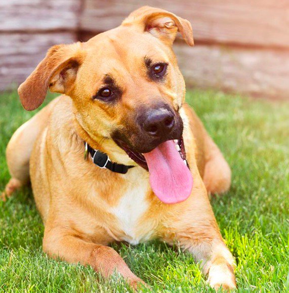 Alnpet's tweet photo. Hey, I am wearing ALNpet Smart Collar and enjoying sunshine! https://t.co/TkGst997ZJ