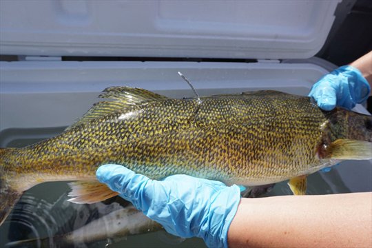 TheSpec's tweet photo. Watching the walleye in Hamilton Harbour https://t.co/uoTxKurAIm https://t.co/Fm1vwTAIPG