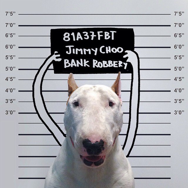 _BullTerriers's tweet photo. Smooth Criminal https://t.co/GwKpOmIpWq