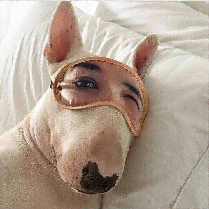 _BullTerriers's tweet photo. Sweet dreams 💭 https://t.co/dCnOQLU2Y1
