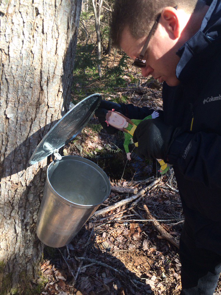 DebbieMcLean50's tweet photo. @amlindemann909 flat Aliana collecting maple syrup from the trees https://t.co/8h5ajckIKF