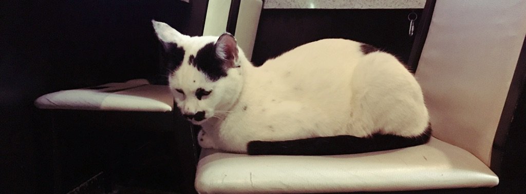 wakakyou's tweet photo. 皆の者元気にしておるか？
2月は猫の日がたくさんあるんだぞ。
2/23はにゃんにゃんみゃー
2/24はにゃんにゃんしゃー
2/25はにゃんにゃんごろん
2/26はにゃんにゃんむしゃー
2/27はにゃんにゃんなぁーん…さぁ今日は？ https://t.co/VwytoIlp0J