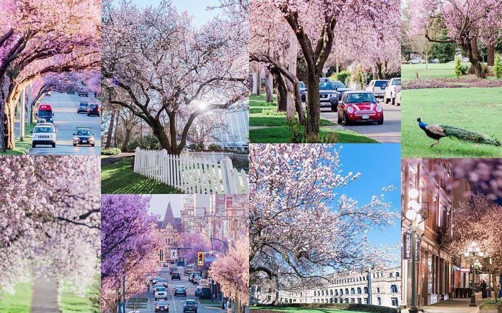 AccioRides's tweet photo. Hello Spring! #Repost @victoria_buzz
・・・
Check out our guide for the BEST PLACES to see th… https://t.co/aycopqhuuf https://t.co/RIO13WzOzI