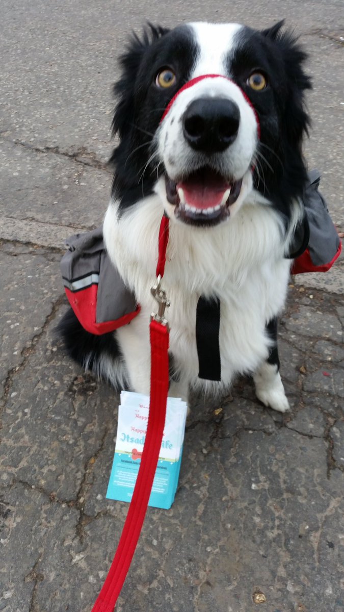 Itsadogslife30's tweet photo. @supportivesols hi i have recived it but out #DoggieDelivering our #NewLeaflets๐ถ๐พ๐พ https://t.co/JkRNjxIkxg