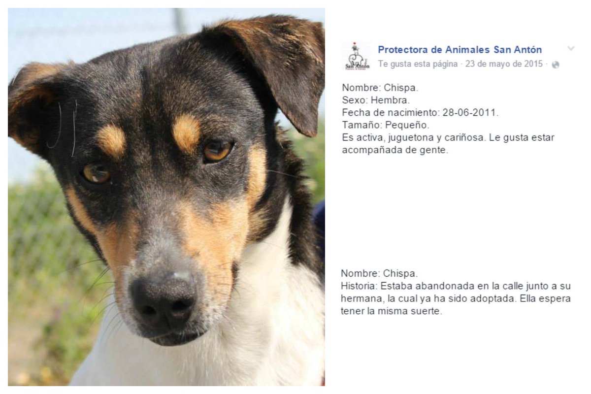 Protectora San Antón tweet media