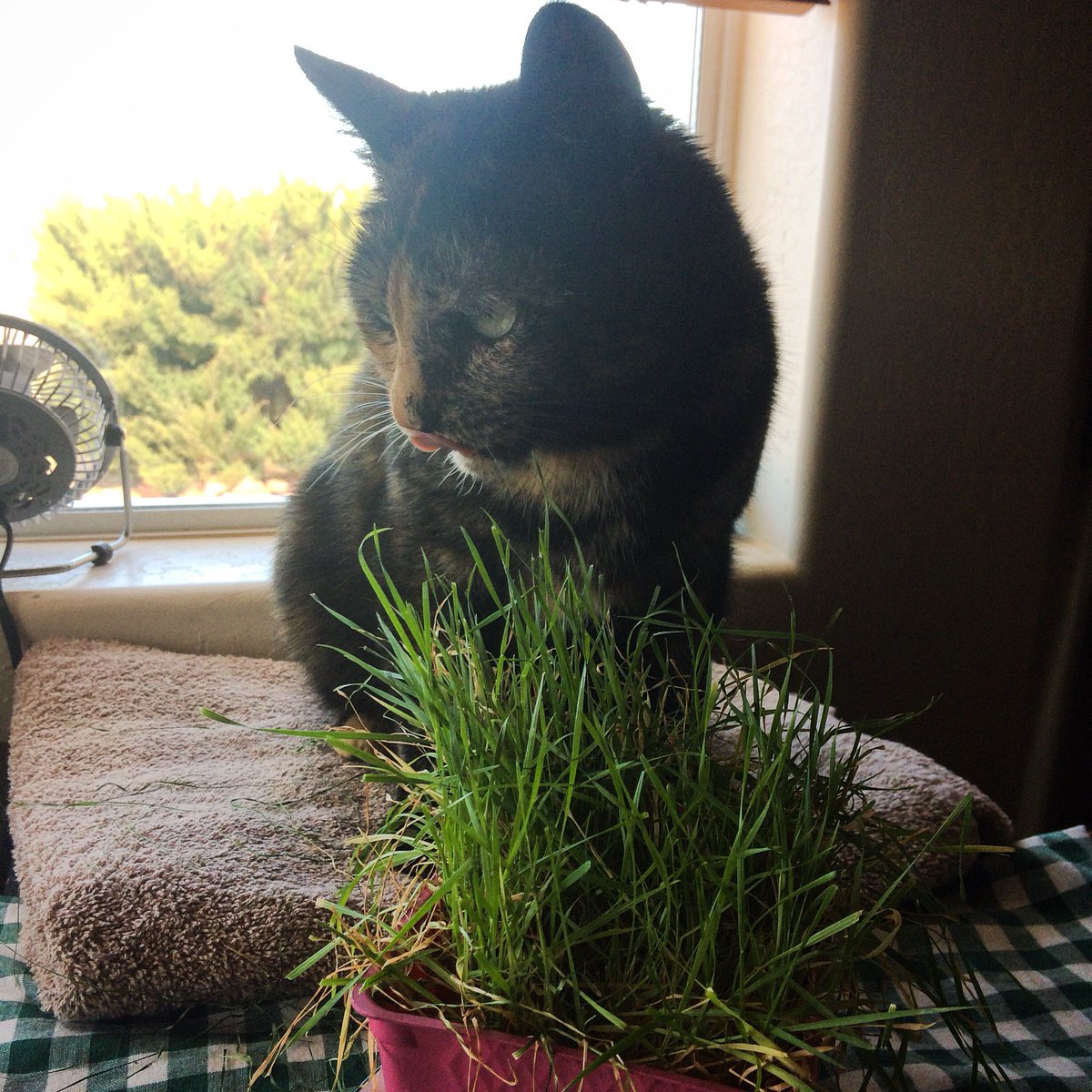 ActressCK's tweet photo. Mmm breakfast time 😸 #TortoiseShellCat #KittyGrass #BrekkyTime #Kitty https://t.co/Y7pEJUq7oK