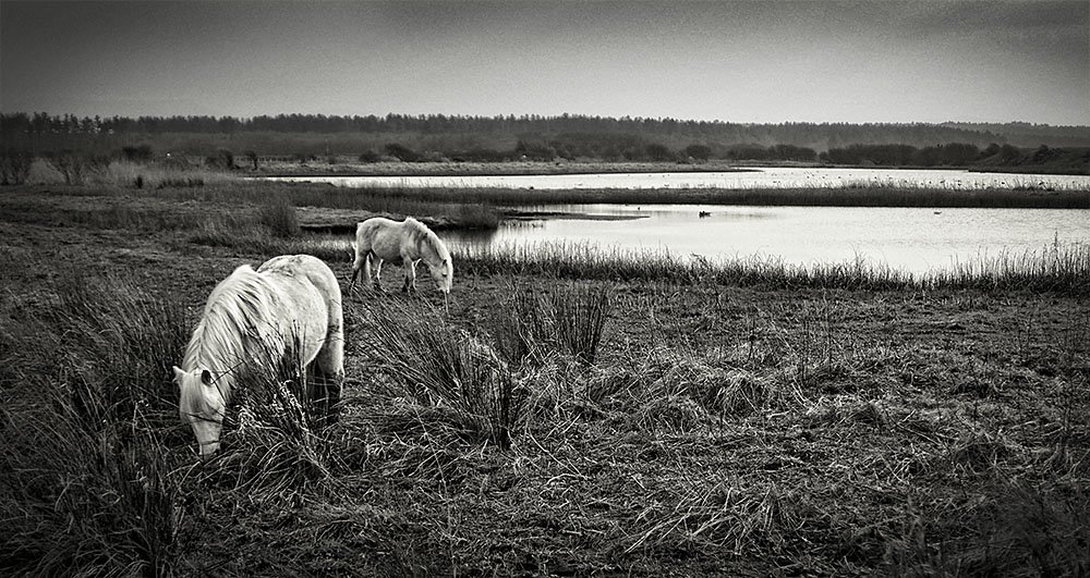 infourthirds's tweet photo. Spent great afternoon down at #malltraeth #Anglesey filming the beautiful white #horses with #BMPCC and #kowa 350mm https://t.co/P9N5ZnzhRE