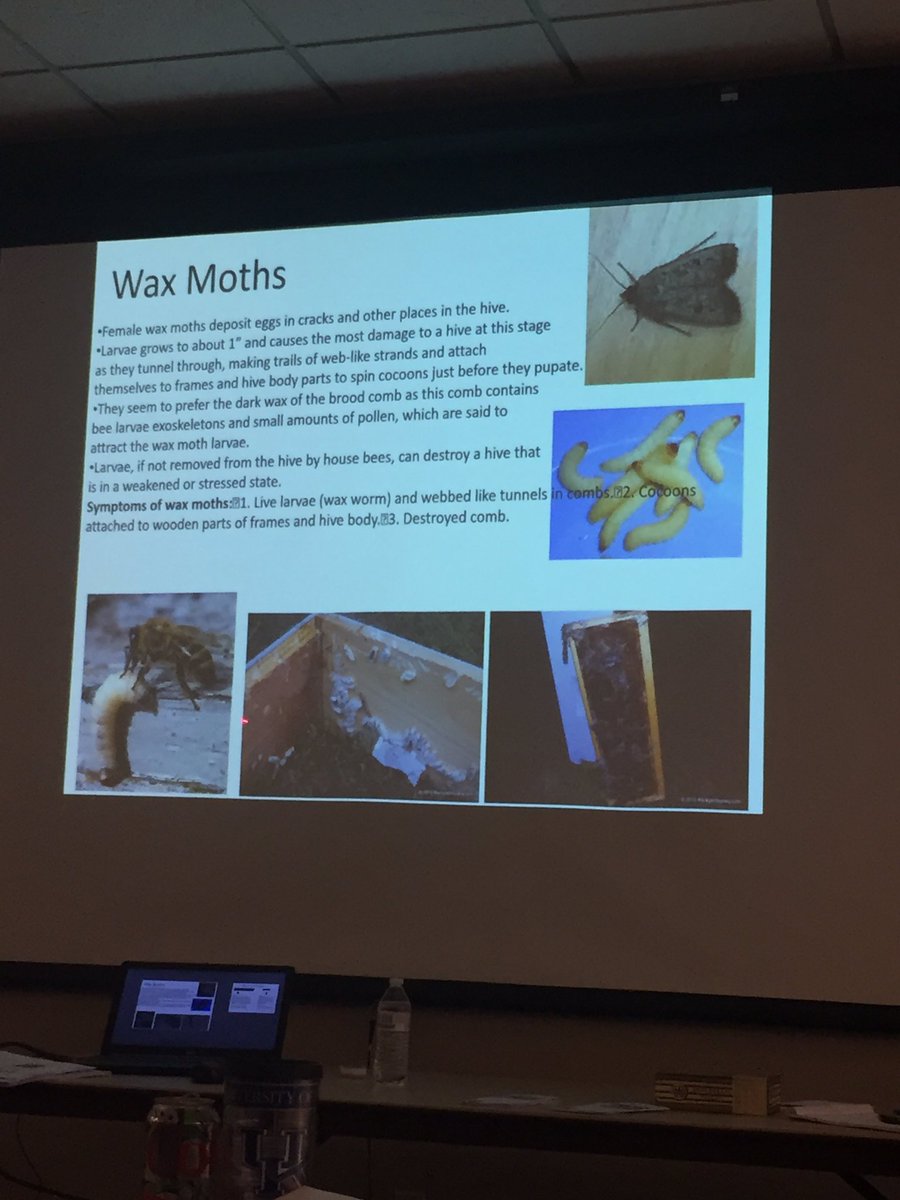 tlentz13's tweet photo. Member Carl Knockelmann discusses the dangers of wax moths to a hive. #nkybees https://t.co/meq8i2iXlR