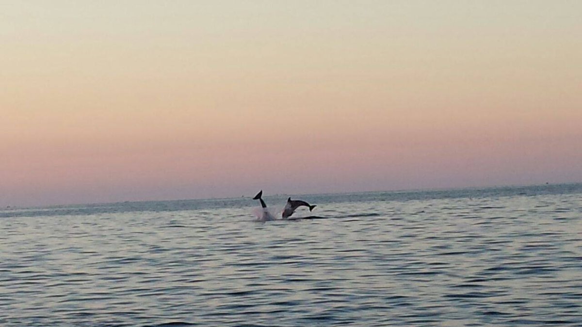 Il #salento è bello e piacevole, è una dimensione unica, questo è quello che pensano anche i nostri amici #delfini
