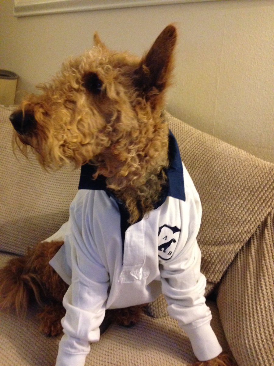 Penelope wearing her anthony and brown rugby shirt! Come on England #airedale #rugby #england